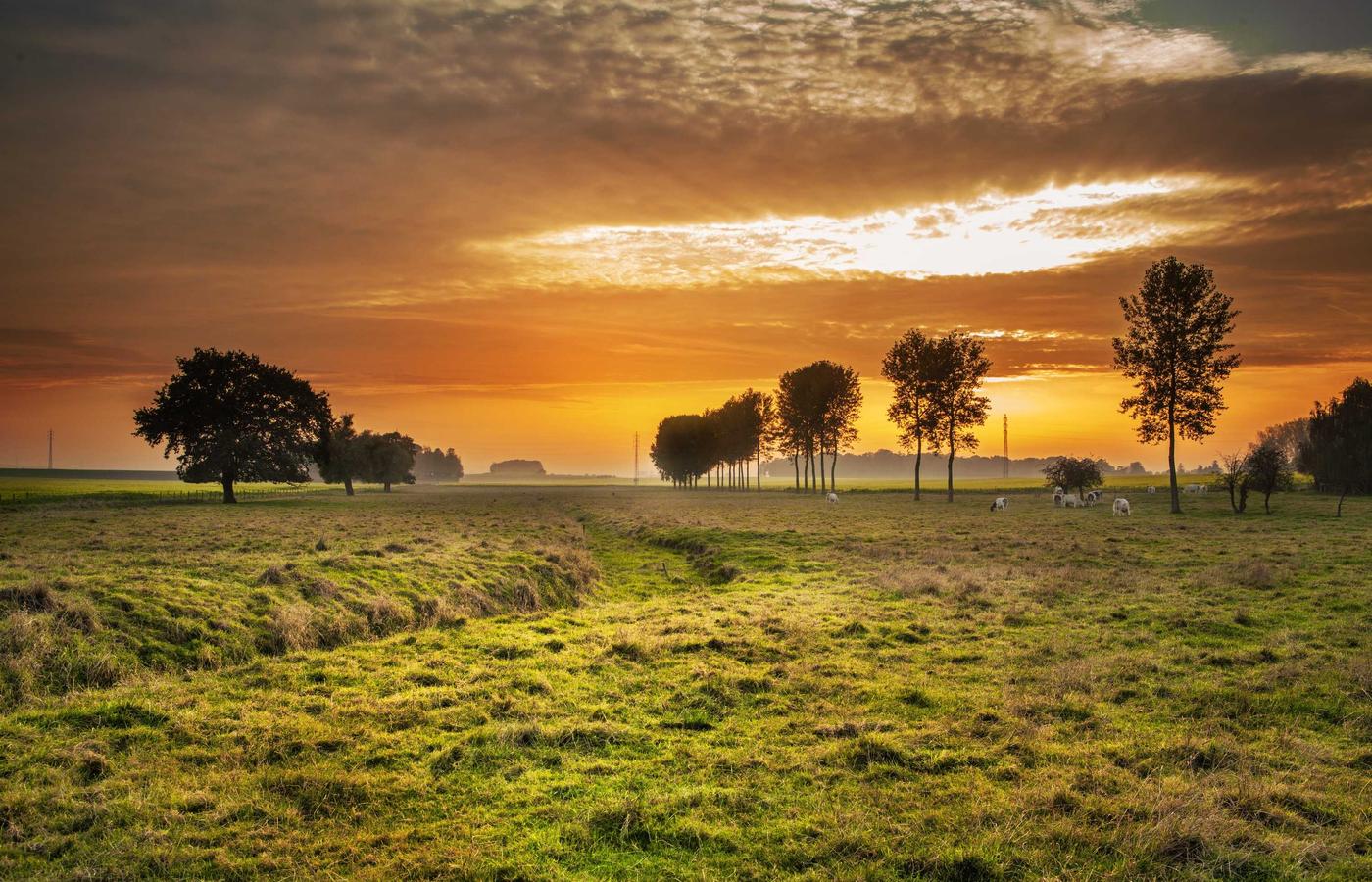 Portret Elena Ionescu